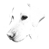 Buy canvas prints of Labrador pencil sketch by Sue Bottomley
