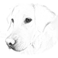 Buy canvas prints of Labrador soft pencil sketch photograph by Sue Bottomley