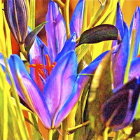Buy canvas prints of Blue Cocktail Lily by Sue Bottomley