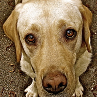 Buy canvas prints of Labrador pleading eyes by Sue Bottomley