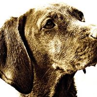 Buy canvas prints of Vizsla dog breed by Sue Bottomley