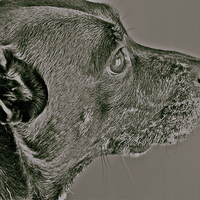 Buy canvas prints of Staffy/Whippet Cross by Sue Bottomley