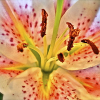 Buy canvas prints of Lily flower by Sue Bottomley