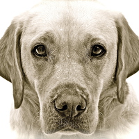 Buy canvas prints of Labrador soft and gentle face by Sue Bottomley