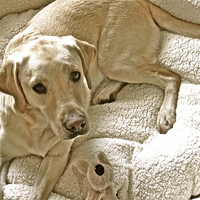 Buy canvas prints of Labrador ready for bedtime by Sue Bottomley