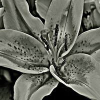 Buy canvas prints of Black and White Photograph Lily by Sue Bottomley
