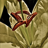 Buy canvas prints of Middle of a Lily Flower by Sue Bottomley