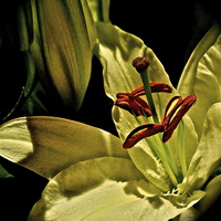 Buy canvas prints of Soft textured Lily by Sue Bottomley