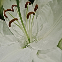 Buy canvas prints of Pure white textured Lily flower by Sue Bottomley