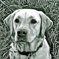 Buy canvas prints of Labrador photograph black & white by Sue Bottomley