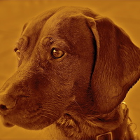 Buy canvas prints of Amber the Vizsla dog by Sue Bottomley