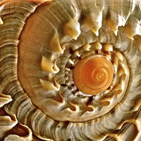 Buy canvas prints of Sea Shell by Sue Bottomley