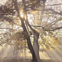Buy canvas prints of Tree, sun rays, early mist by Sue Bottomley