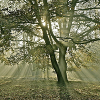 Buy canvas prints of Tree, sun rays, early mist by Sue Bottomley