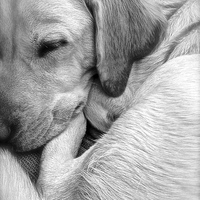 Buy canvas prints of  Labrador sleeping black and white by Sue Bottomley