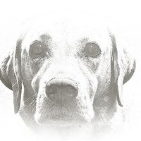 Buy canvas prints of  Four year old Golden Labrador by Sue Bottomley