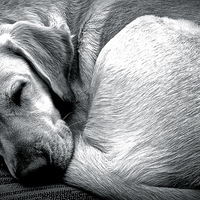Buy canvas prints of  Sleeping Labrador dog  by Sue Bottomley