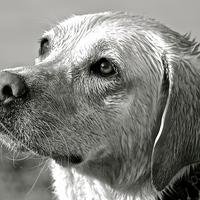 Buy canvas prints of  Wet Labrador black and white photograph by Sue Bottomley