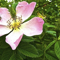 Buy canvas prints of Dog rose, Wild rose by Sue Bottomley