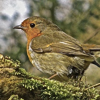 Buy canvas prints of  The Robin Red Breast by Sue Bottomley