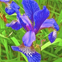 Buy canvas prints of Iris Flower bold and brightly coloured by Sue Bottomley