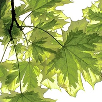 Buy canvas prints of  Striking bright green leaves by Sue Bottomley