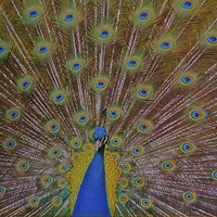 Buy canvas prints of  The Beautiful Peacock Bird by Sue Bottomley