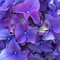 Buy canvas prints of  Hydrangea purple flower close up by Sue Bottomley