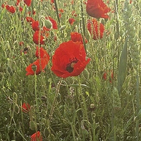 Buy canvas prints of  Field of Poppies  by Sue Bottomley
