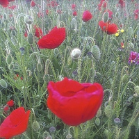Buy canvas prints of  Field of Poppies  by Sue Bottomley