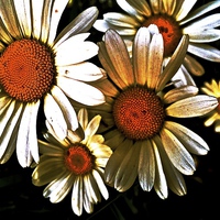 Buy canvas prints of Large White Daisies call Oxeye by Sue Bottomley