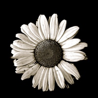 Buy canvas prints of  One large White Daisy on a black background by Sue Bottomley