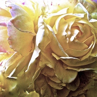Buy canvas prints of  Rose Petals  by Sue Bottomley