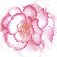 Buy canvas prints of  Pink bold flower by Sue Bottomley