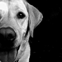 Buy canvas prints of Labrador Dog loving eye's  by Sue Bottomley