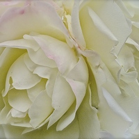 Buy canvas prints of  White, Cream and a dash of Pink Rose by Sue Bottomley
