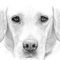 Buy canvas prints of  Labrador Dog Sketch Effect by Sue Bottomley