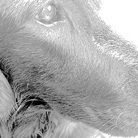 Buy canvas prints of  Flat Coat Retriever Labrador by Sue Bottomley