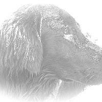 Buy canvas prints of  Flat Coat Retriever  by Sue Bottomley