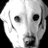 Buy canvas prints of  Labrador Look  into my eye's by Sue Bottomley