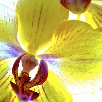 Buy canvas prints of  Retro Orchid Flower by Sue Bottomley