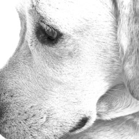 Buy canvas prints of  Labrador Dog Sketch Effect by Sue Bottomley