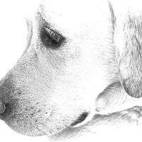 Buy canvas prints of Labrador dog black and white sketch effect  by Sue Bottomley