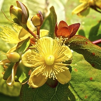 Buy canvas prints of  Hypericum Flower, plant by Sue Bottomley