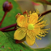 Buy canvas prints of Hypericum Flower  by Sue Bottomley