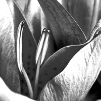 Buy canvas prints of Oriental Lily Black and White image  by Sue Bottomley