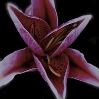 Buy canvas prints of  Head of a Oriental Pink Lily by Sue Bottomley