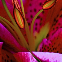 Buy canvas prints of Pink Oriental Lily close up  by Sue Bottomley