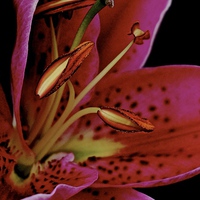 Buy canvas prints of Close up of the Oriental Pink Lily  by Sue Bottomley