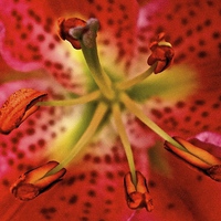 Buy canvas prints of Inside A Oriental Pink Lily  by Sue Bottomley